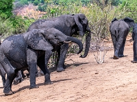 Rezerwat w Chobe (Botswana)